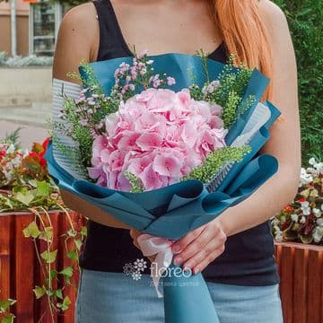 Гортензия розовая в упаковке