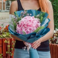 Гортензия розовая в упаковке