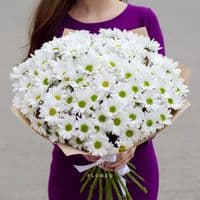 21 ромашковая хризантема в упаковке
