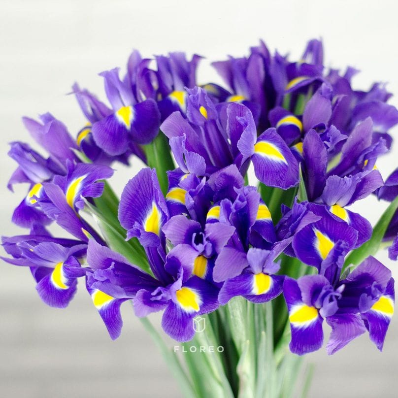 15 синих ирисов