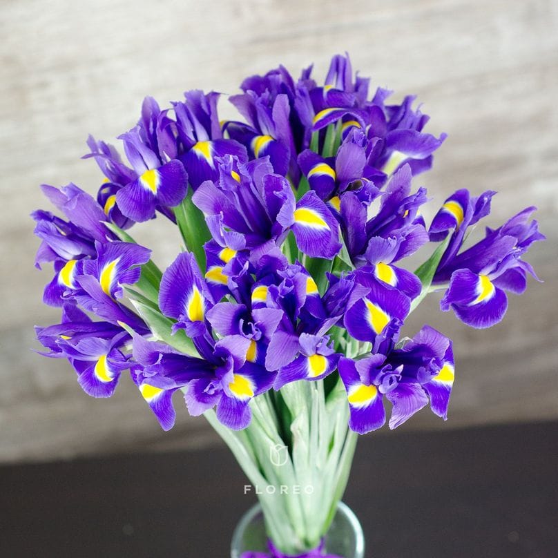 15 синих ирисов