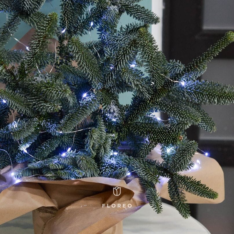 Букет из нобилиса 948