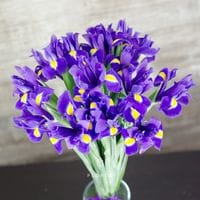 15 синих ирисов