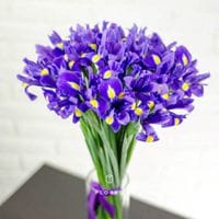 25 ирисов 1053