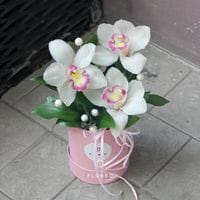 Коробочка с орхидеями #1325