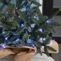 Букет из нобилиса 948