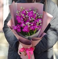 Маттиола малиновая в упаковке/806