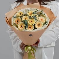 9 кремовых гербер с эвкалиптом #986