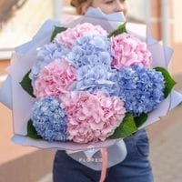 9 гортензий микс в упаковке