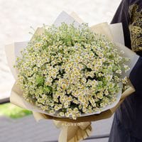 29 веток танацетума в упаковке