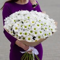 21 ромашковая хризантема в упаковке