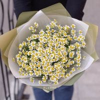 13 веток танацетума в упаковке
